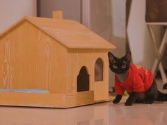 -70cat德文卷毛猫·缅因猫纯种猫舍