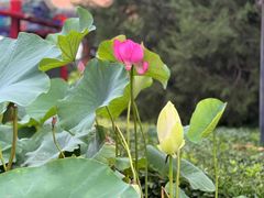 -莲花池公园