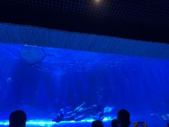 -华夏文旅海洋公园