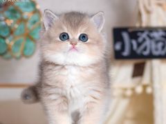 -小猫来了·猫舍(红山六九七九店)