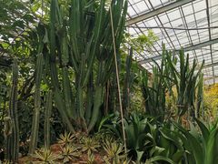 -呀路古热带植物园