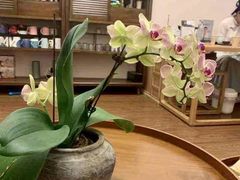 -仰生如卉推拿养生馆(酒仙桥店)