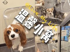 -有喵·猫咖·狗咖·30几只猫10只小狗(岗厦店)