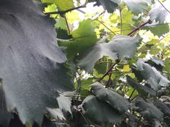 -马陆小张葡萄园农家乐