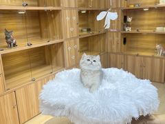 -猫十亿·布偶金渐层·曼基康矮脚猫舍(青年路店)