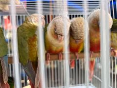 -哈尔滨道外花鸟鱼市场