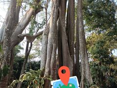 -瑞丽独树成林风景区