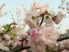 -天适樱花悠乐园