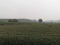 -龙坞茶村