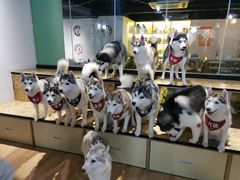 -Husky Go! 哈士奇体验馆·宠物咖啡厅狗咖