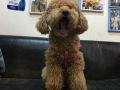 -严国平动物医院(德政总院)