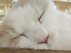 -平行世界·猫咖(首经贸店)