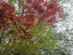 -东平国家森林公园