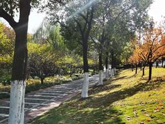 -上海滨江森林公园