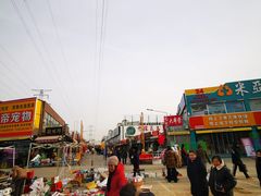 -中环花鸟鱼虫市场