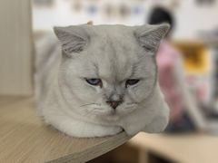 -鼓捣猫呢主题猫咖店