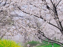 -羊山湖公园
