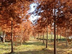 -上海海湾国家森林公园