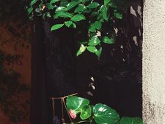 -荷风细雨·中国茶宴(碧云店)