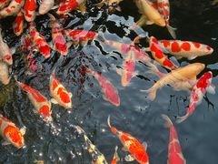 -香麒园·过桥米线·南湖雅宴