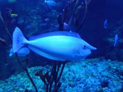 -太平洋海底世界