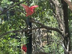 -鸡鸣汤包(红山动物园店)