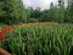 -重庆彩云湖湿地公园