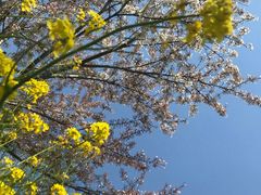 -古柏渡飞黄旅游区