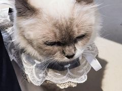 -怪兽屋·羊驼·猫咖·狗咖(俊华广场店)