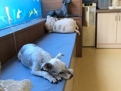 -芭比堂动物医院·犬猫全科·异宠专科(雁塔分院)