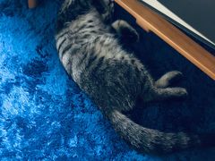 -美联众合宠物医院·爱萌分院·内外科·猫科中心