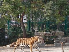 -上海野生动物园老虎餐厅