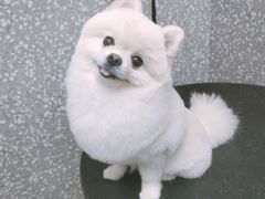 -宠物家(角门东店)