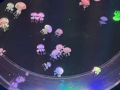 -海合安成都极地海洋公园