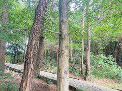 -铁山坪森林公园