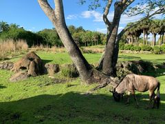 -奥兰多迪士尼动物王国乐园
