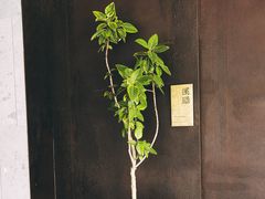 -木守西溪溪隐餐厅