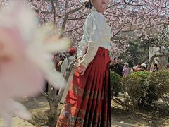 -桃花堤公园