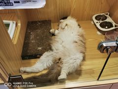 -屋虎猫馆(宝安大仟里店)