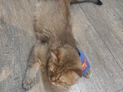 -猫咪咖啡·猫咖(万达广场店)
