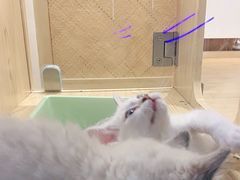 -屋虎猫馆(宝安大仟里店)