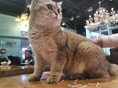 -猫小院猫主题餐厅(三里屯店)