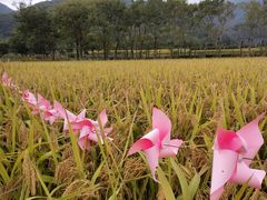 -黄贤森林公园