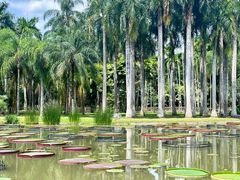 -中国科学院西双版纳热带植物园