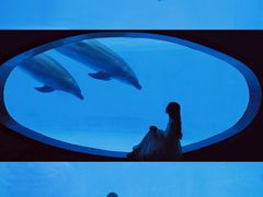 -海合安成都极地海洋公园