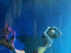 -海棠湾洲际-涛·海底餐厅·美人鱼·自助餐·海底隧道
