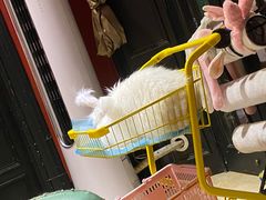 -猫色咖啡·猫咖