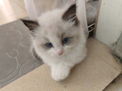 -瑞鹏宠物医院·骨科·猫科·内科(第一中心)
