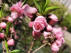 -桃花堤公园