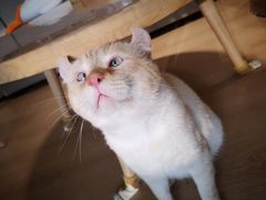 -猫腻·猫咖·撸猫馆(星光大道店)